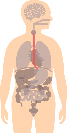 How Good Digestive Health Works - Oesophagus